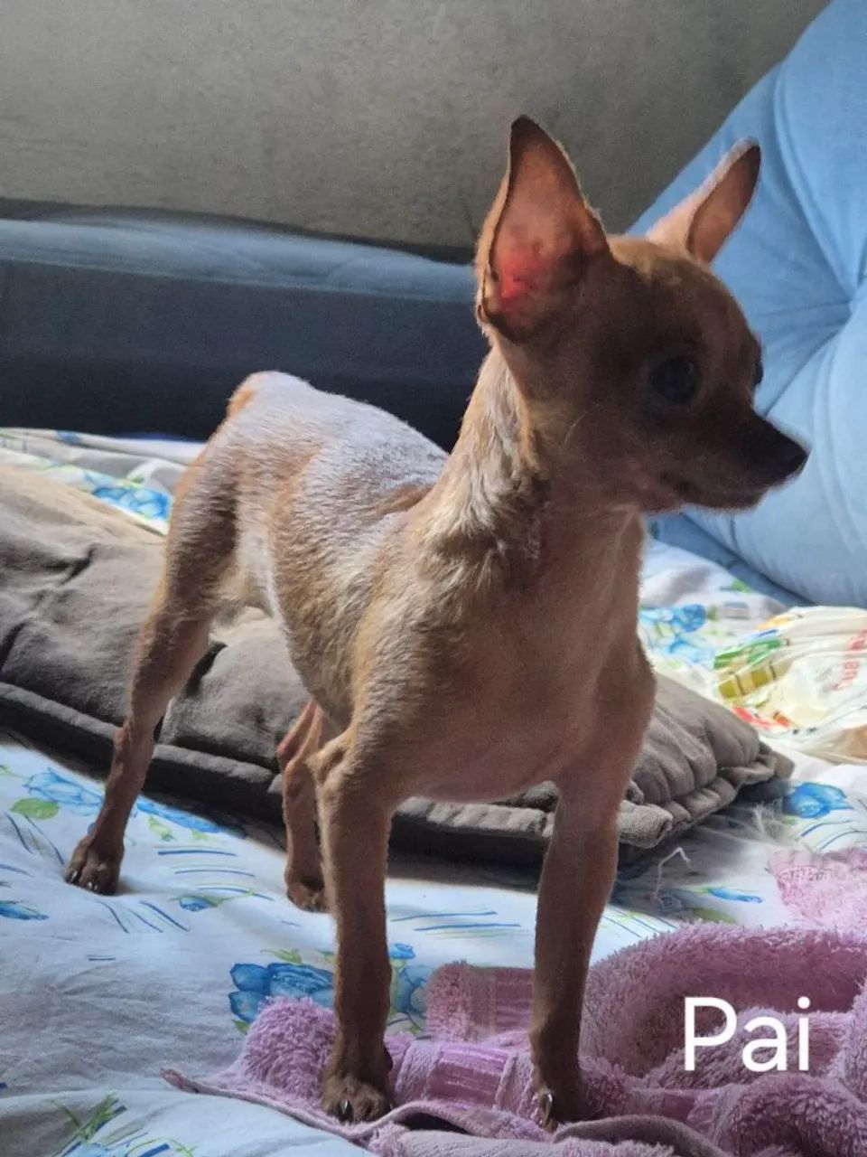 PINSCHER 0 - Foto 5