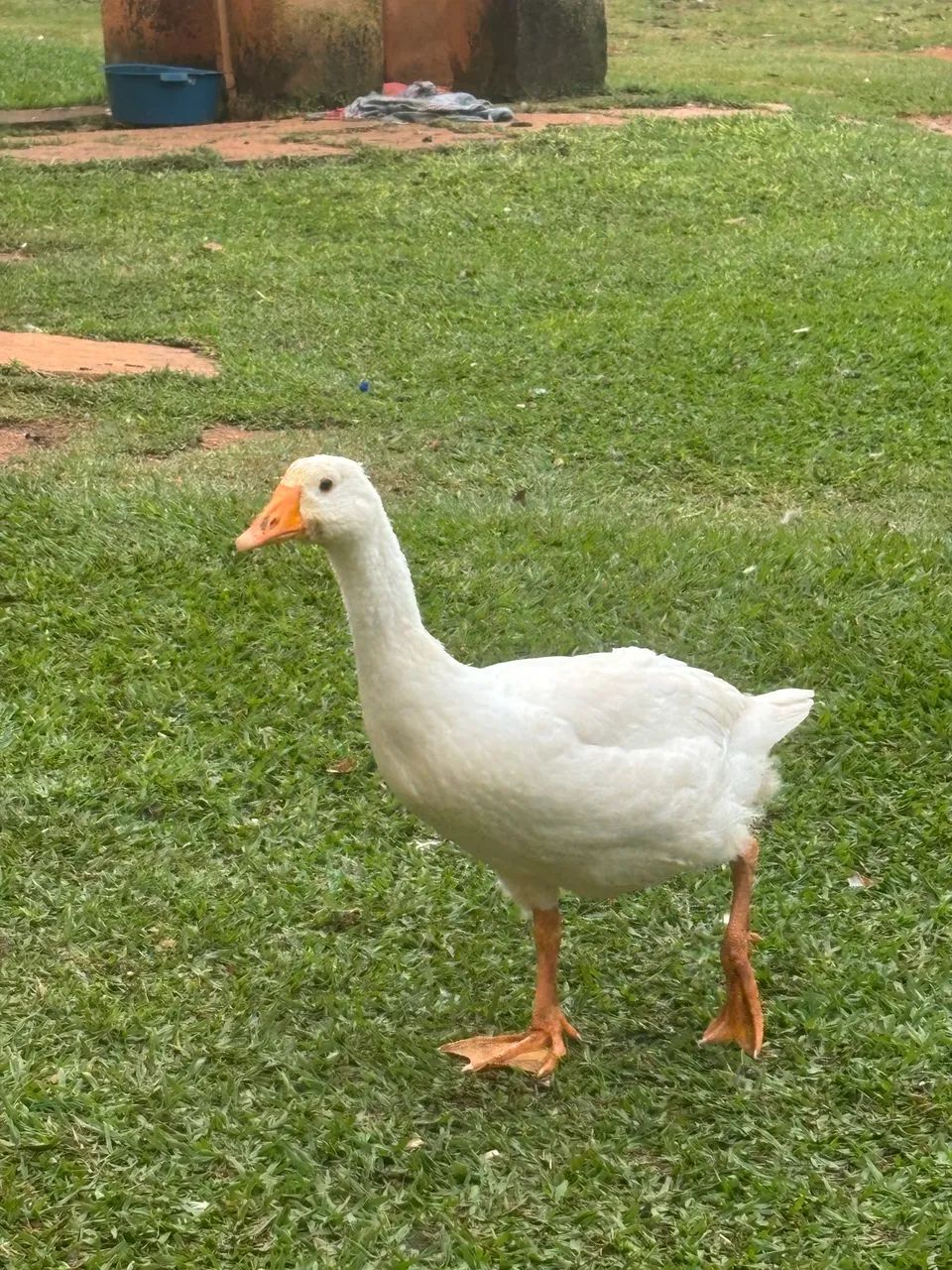 Ganso - Foto 3