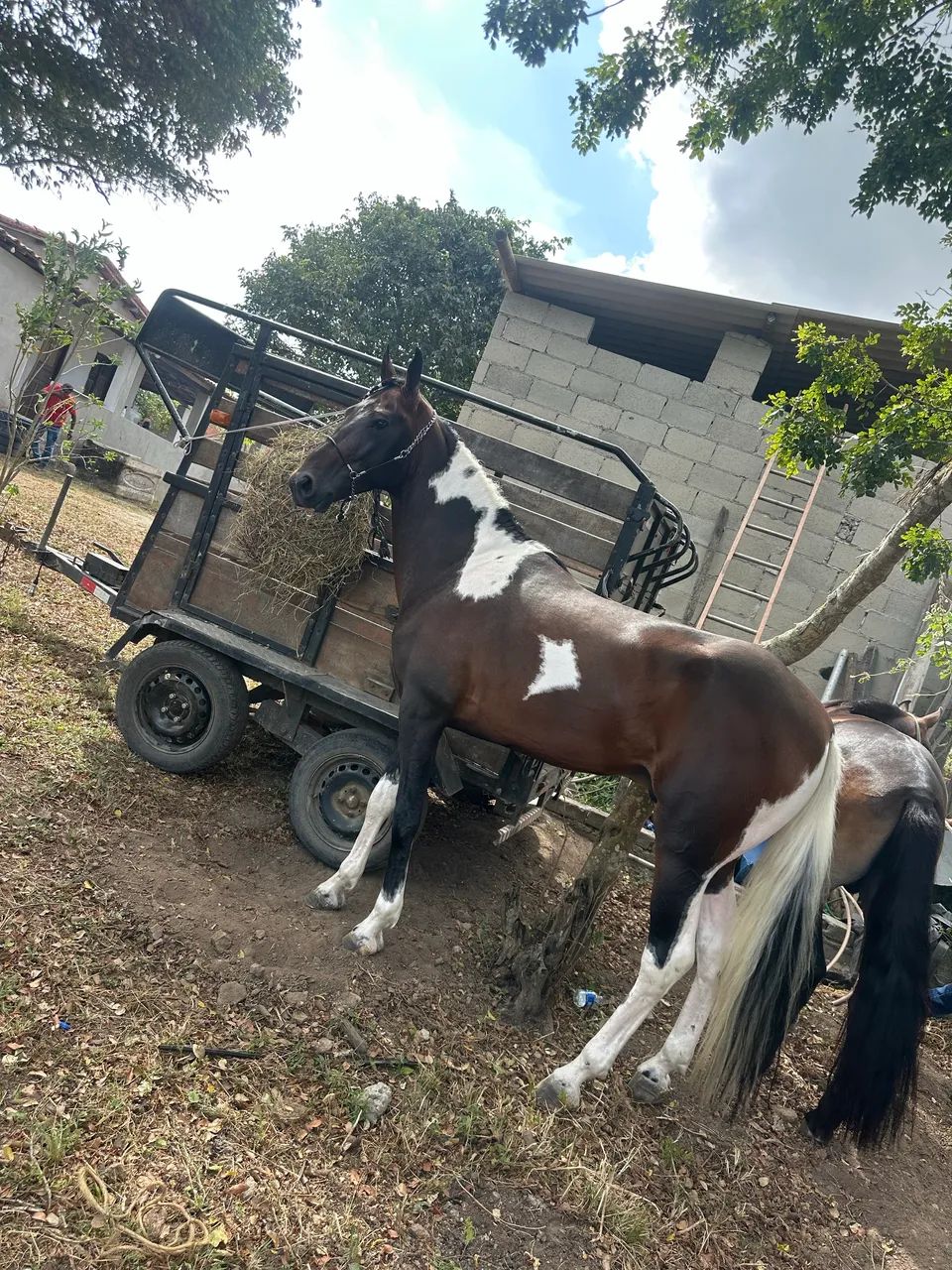 Cavalo Mangalarga Marchador! - Foto 2