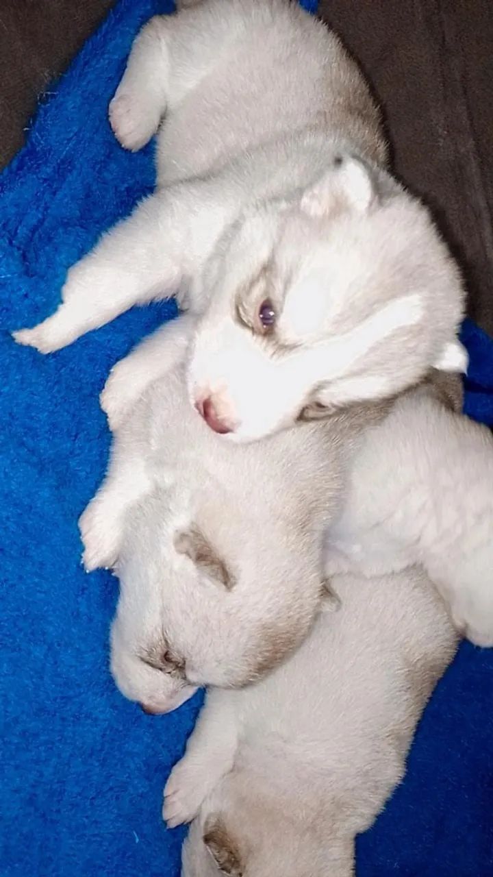 Filhotes de husky siberiano ! - Foto 3