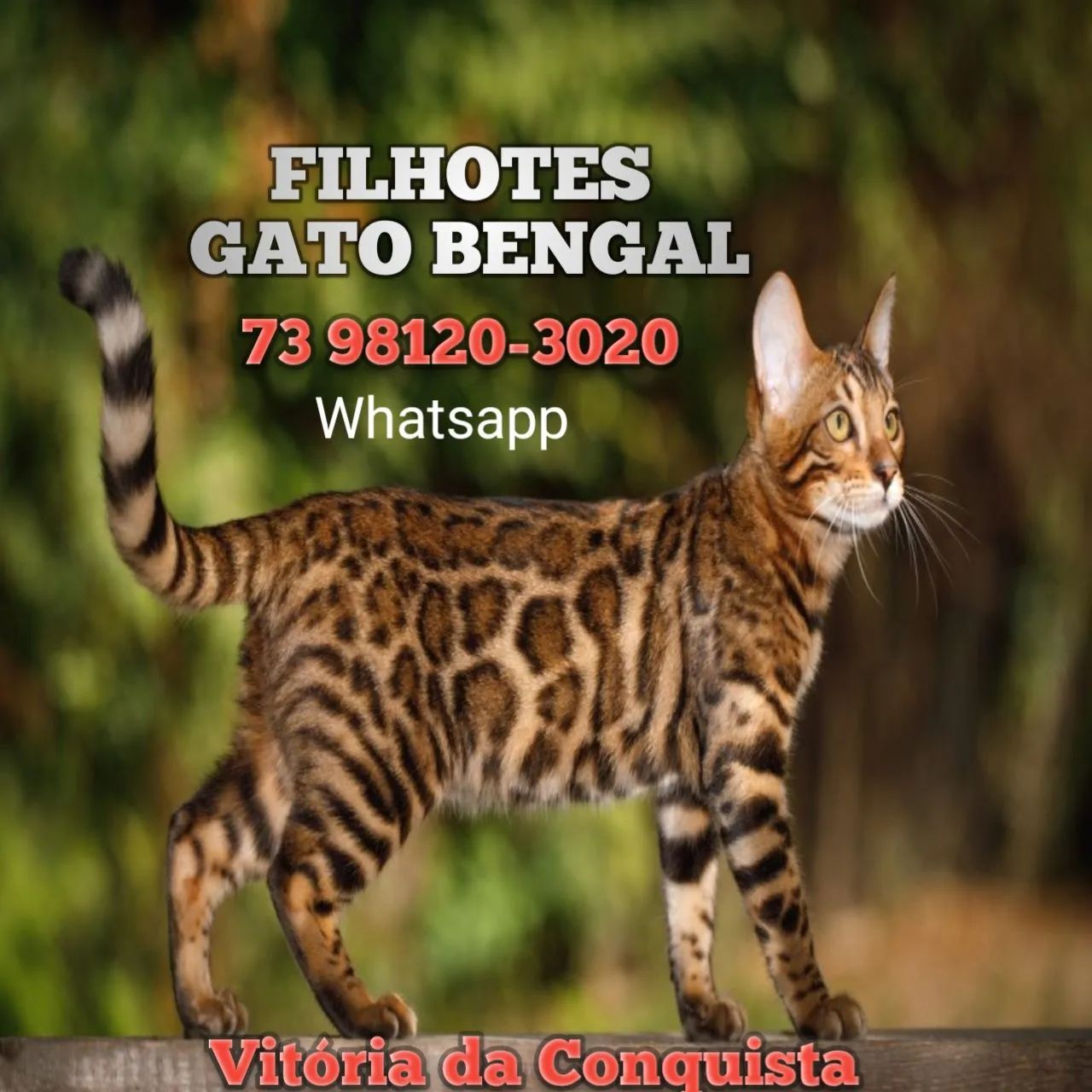 Gato Bengal 