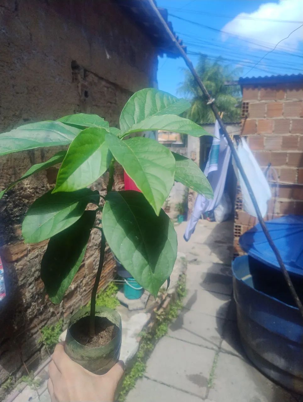 Muda de abacate  - Foto 2