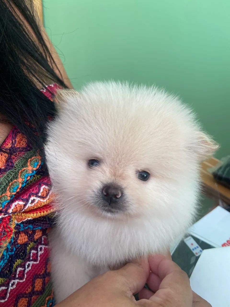 Spitz alemão MACHO micro 