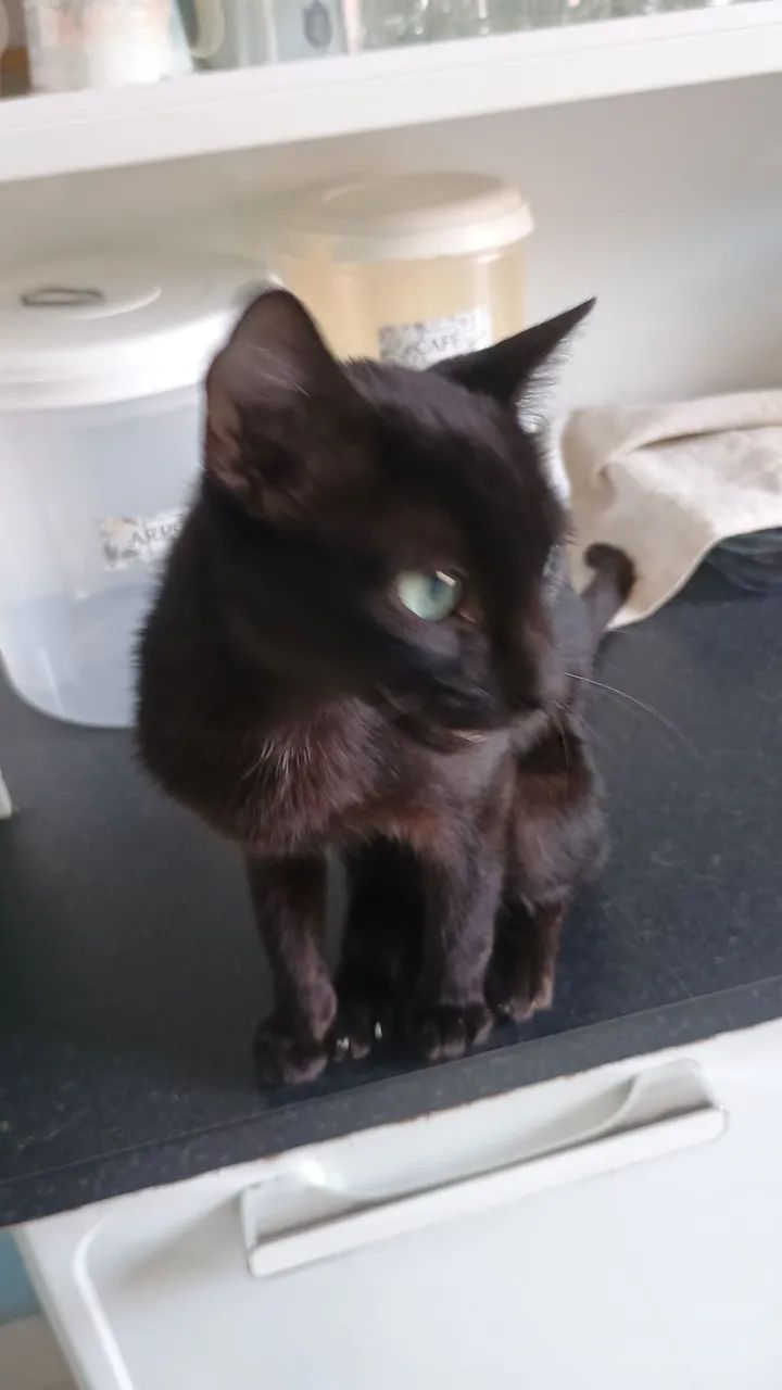 Gato para doação  - Foto 3