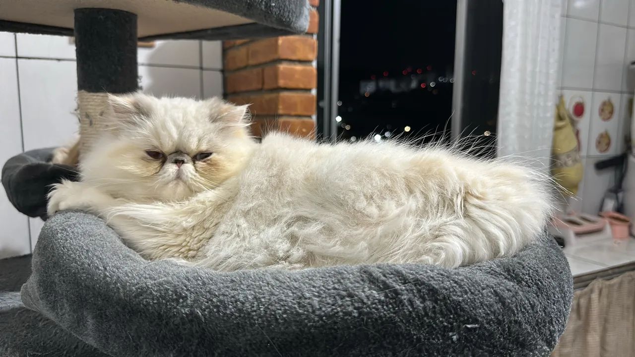 Gato persa - Foto 4