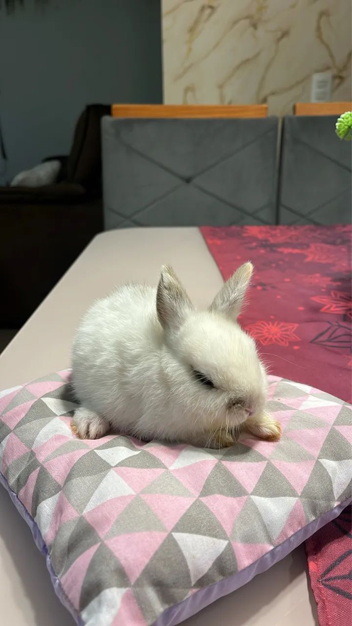 Coelhos 