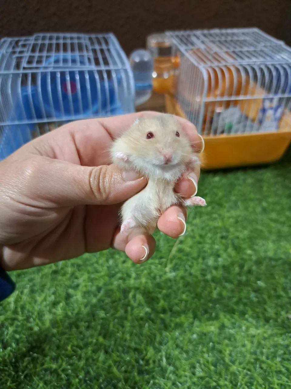 hamster  - Foto 3