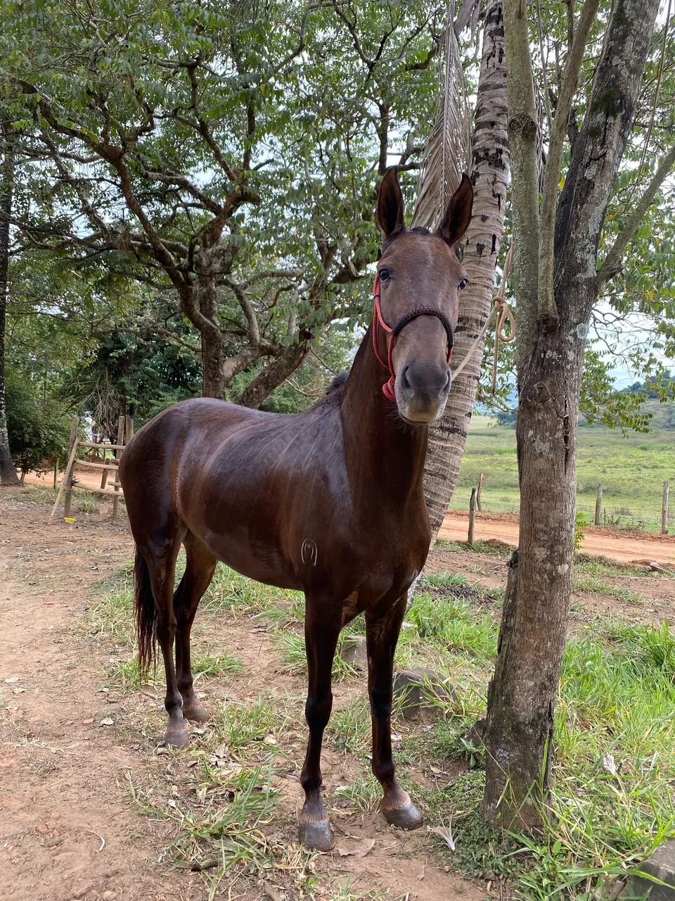 Égua Mangalarga Marchador