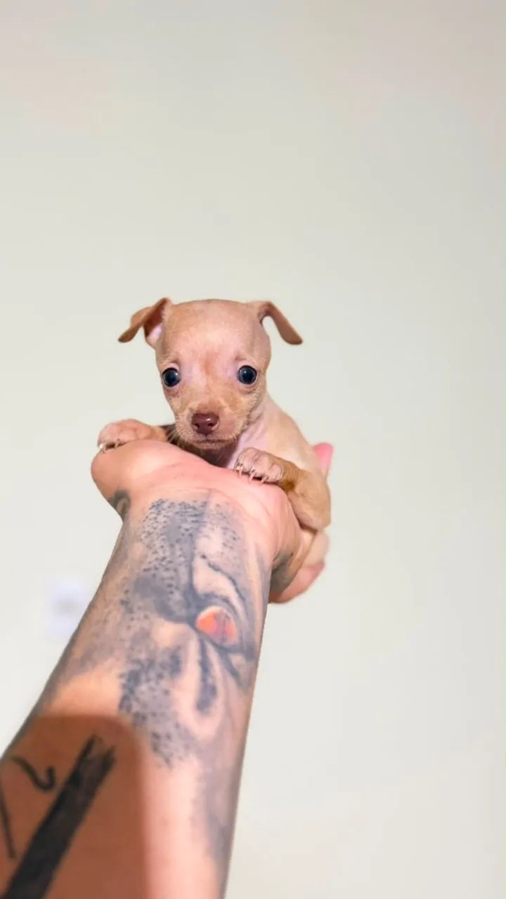 Vendemos cachorro de raça para canil pessoal  - Foto 2