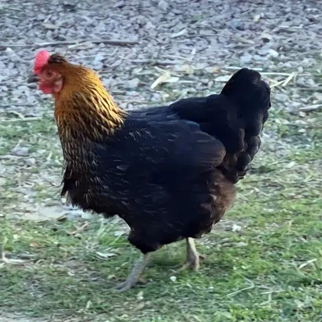 Galinha Caipira Gaúcha - Ovos Verdes e Azuis - Foto 4