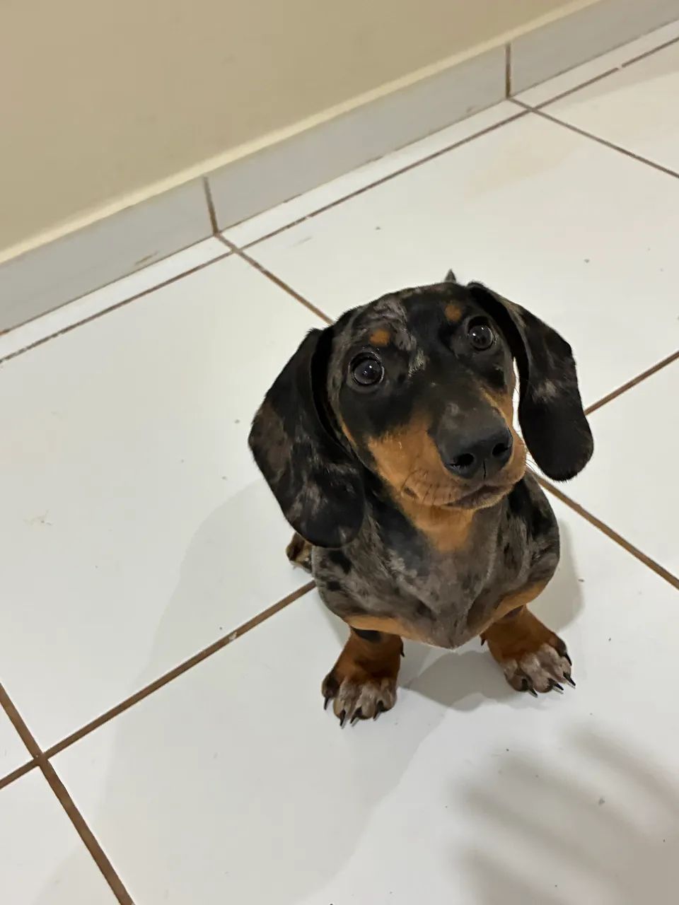 Salsicha basset mofado - Foto 2