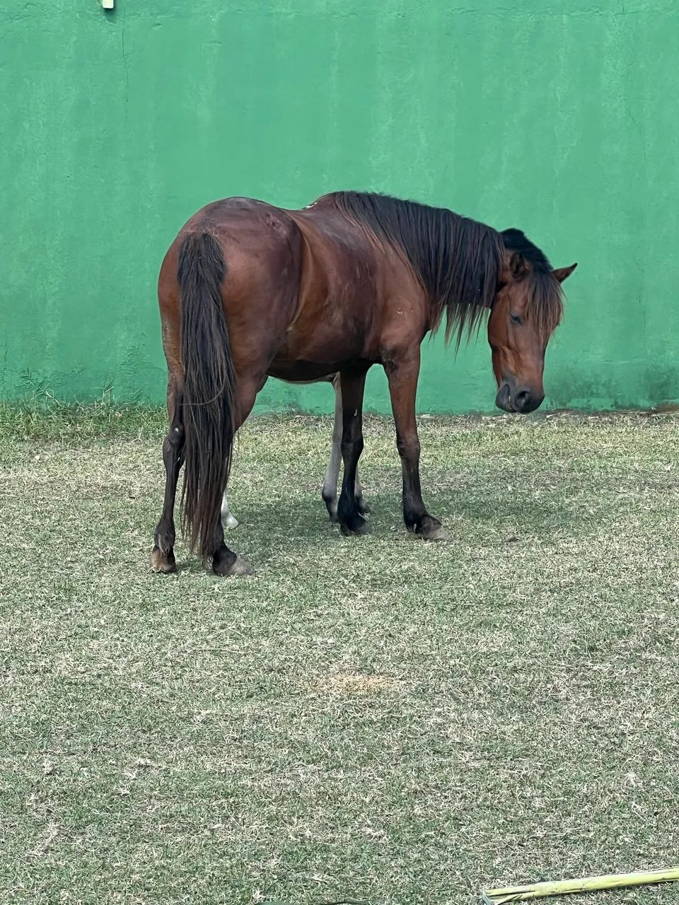VENDO ÉGUA E POTRO COM 6 MESES