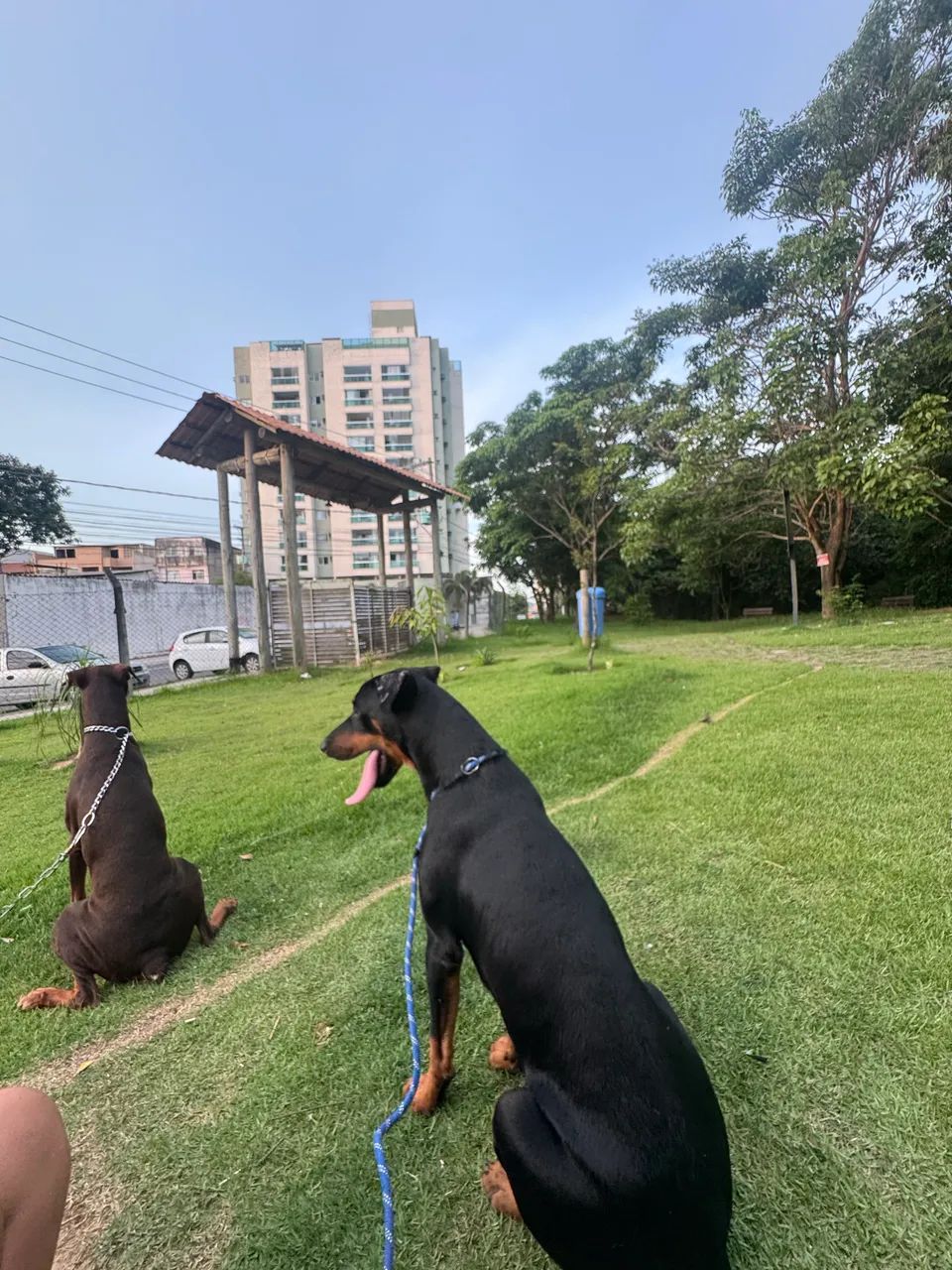Doberman filhote  - Foto 3