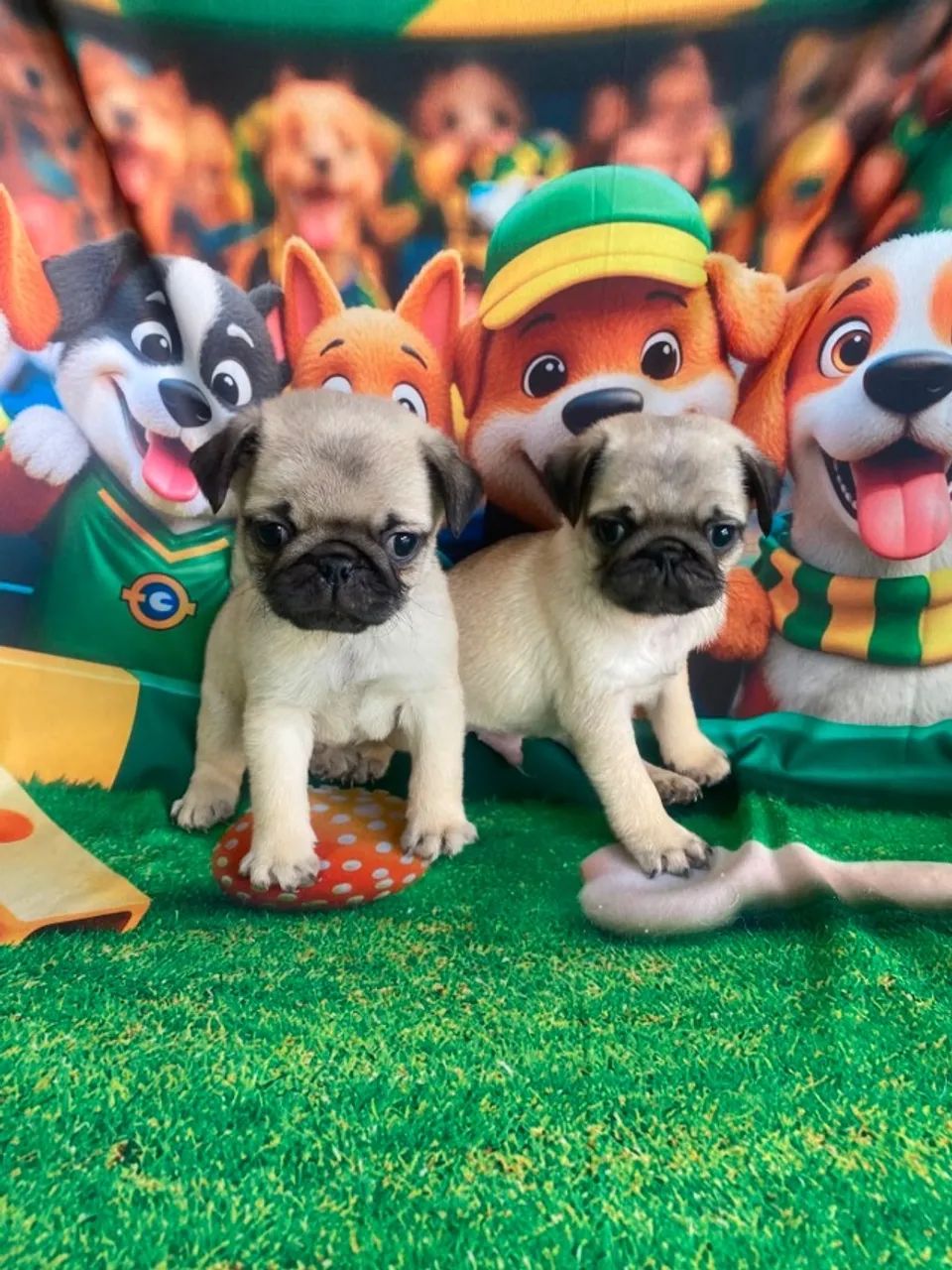 Vendemos cachorro de raça para canil pessoal  - Foto 5