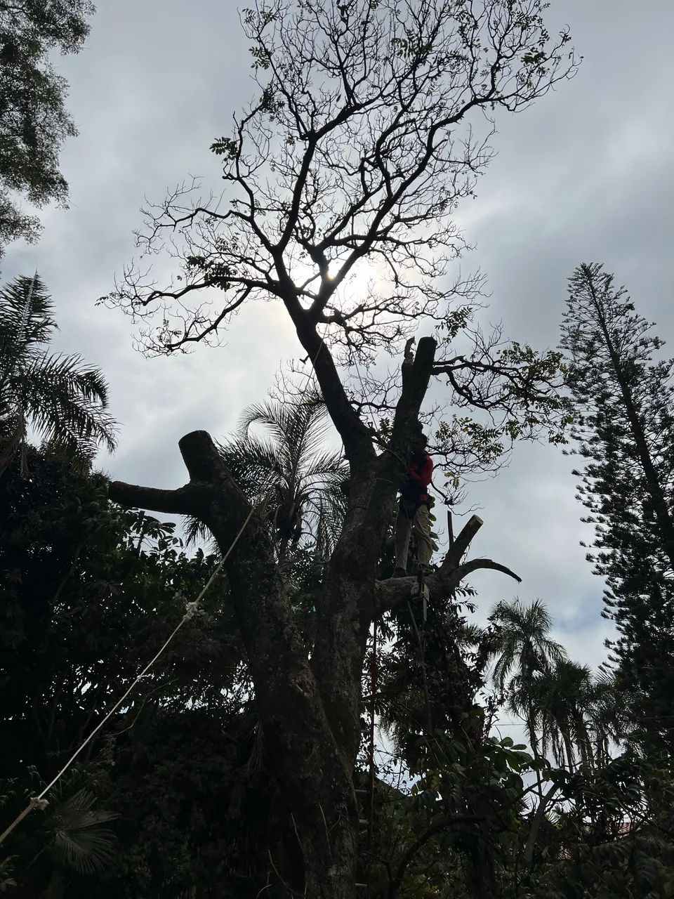 Poda de árvores em geral. - Foto 2