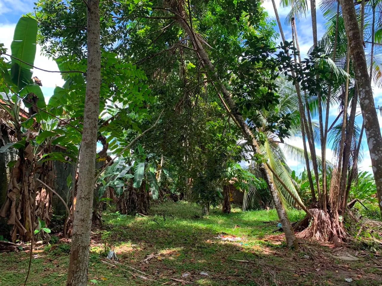 Vende-se terreno em mosqueiro  - Foto 2