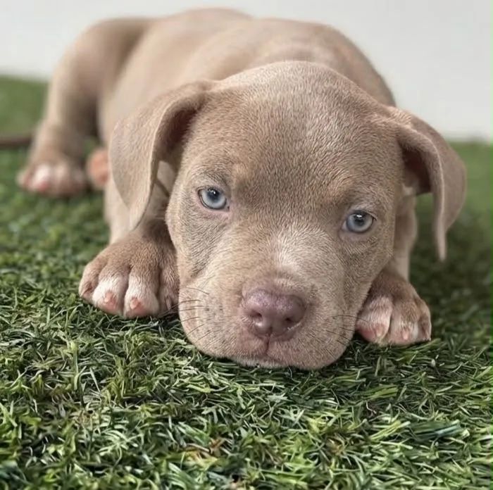 American bully a partir de 1999 - Foto 2