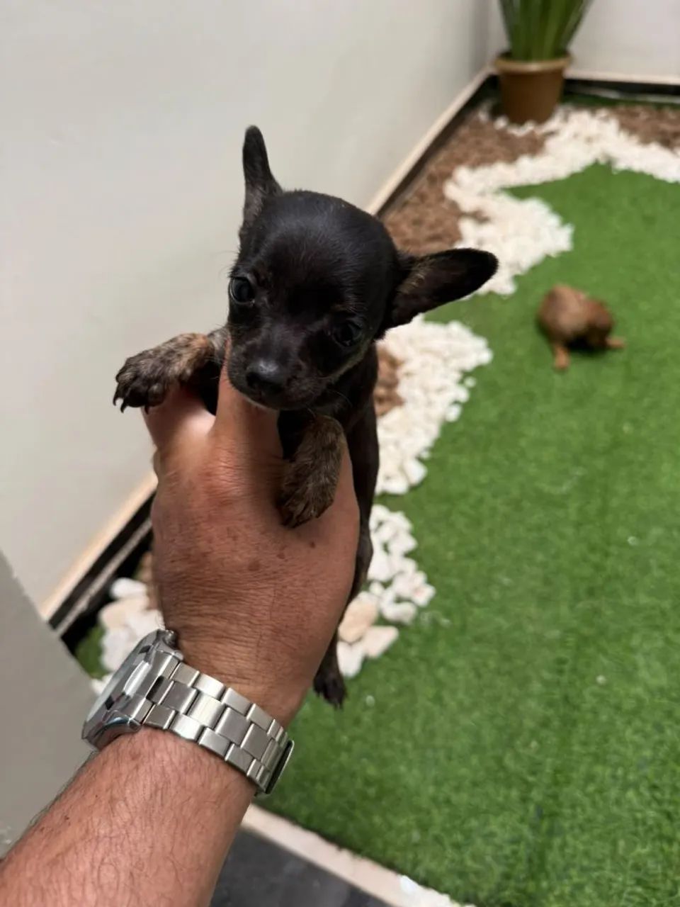 Pinscher Mini macho e fêmea 