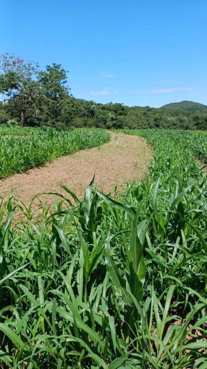 Fazenda de Crominia - Foto 2