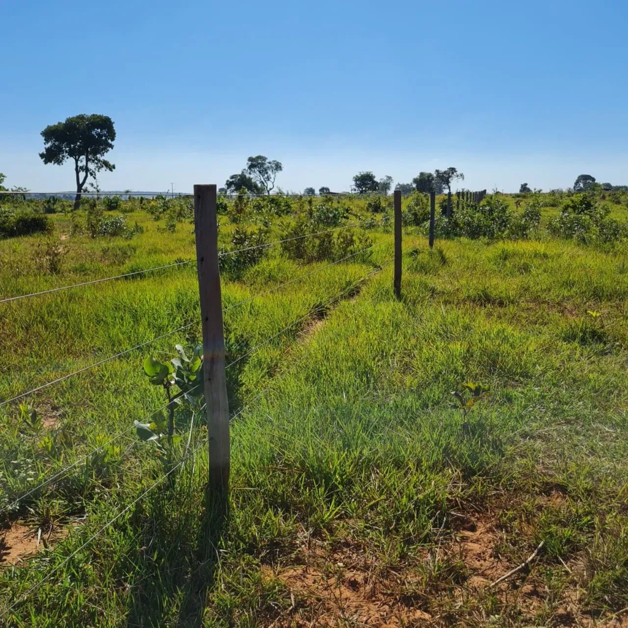 CÓD 589  Chácara à Venda | MS-040  Campo Grande/MS - Foto 4