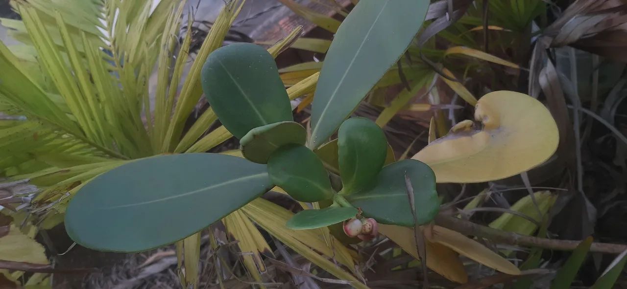 Planta  Clúsia (Clusia fluminensis) - Foto 3