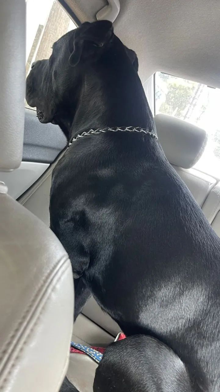 Cane Corso - Filhotes - Foto 3
