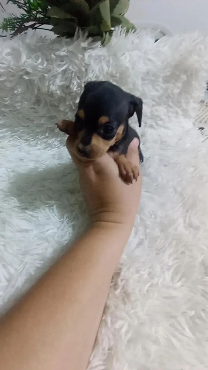 Pinscher zerinho macho - Foto 3