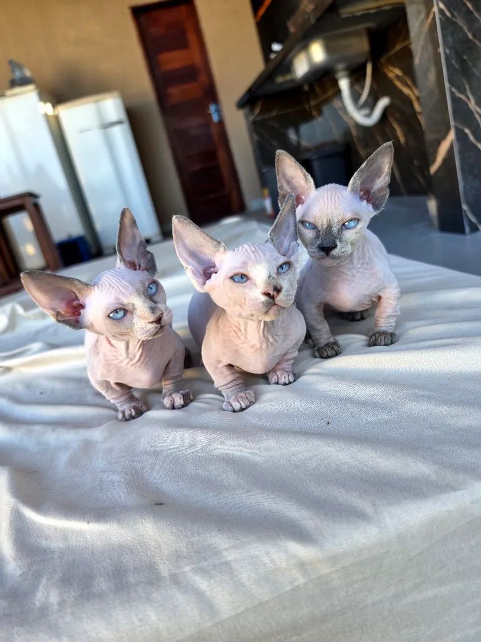 Sphynx bambina  - Foto 3