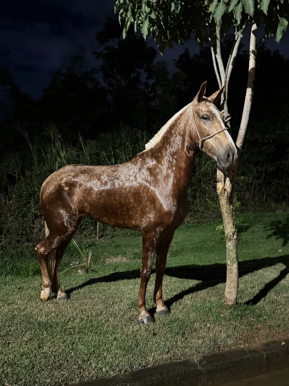 Égua  - Foto 3