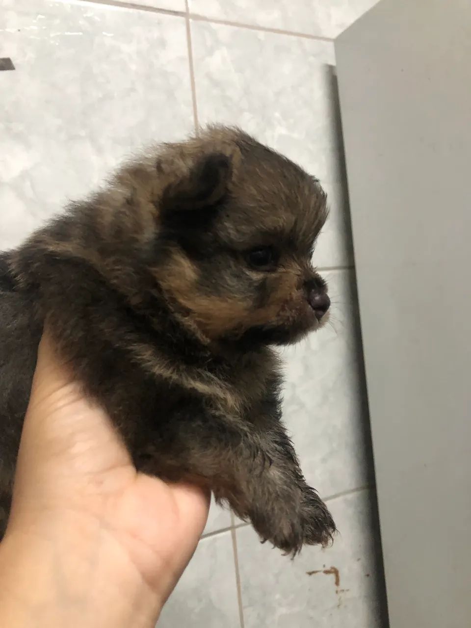Cachorro  - Foto 4