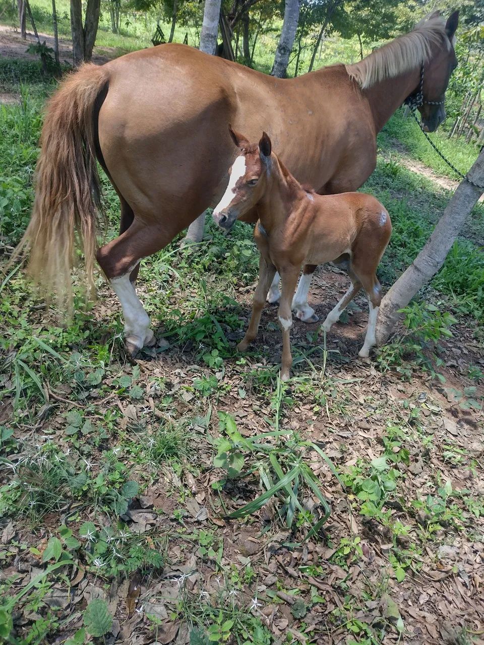 mais informações chama no WhatsApp  - Foto 2