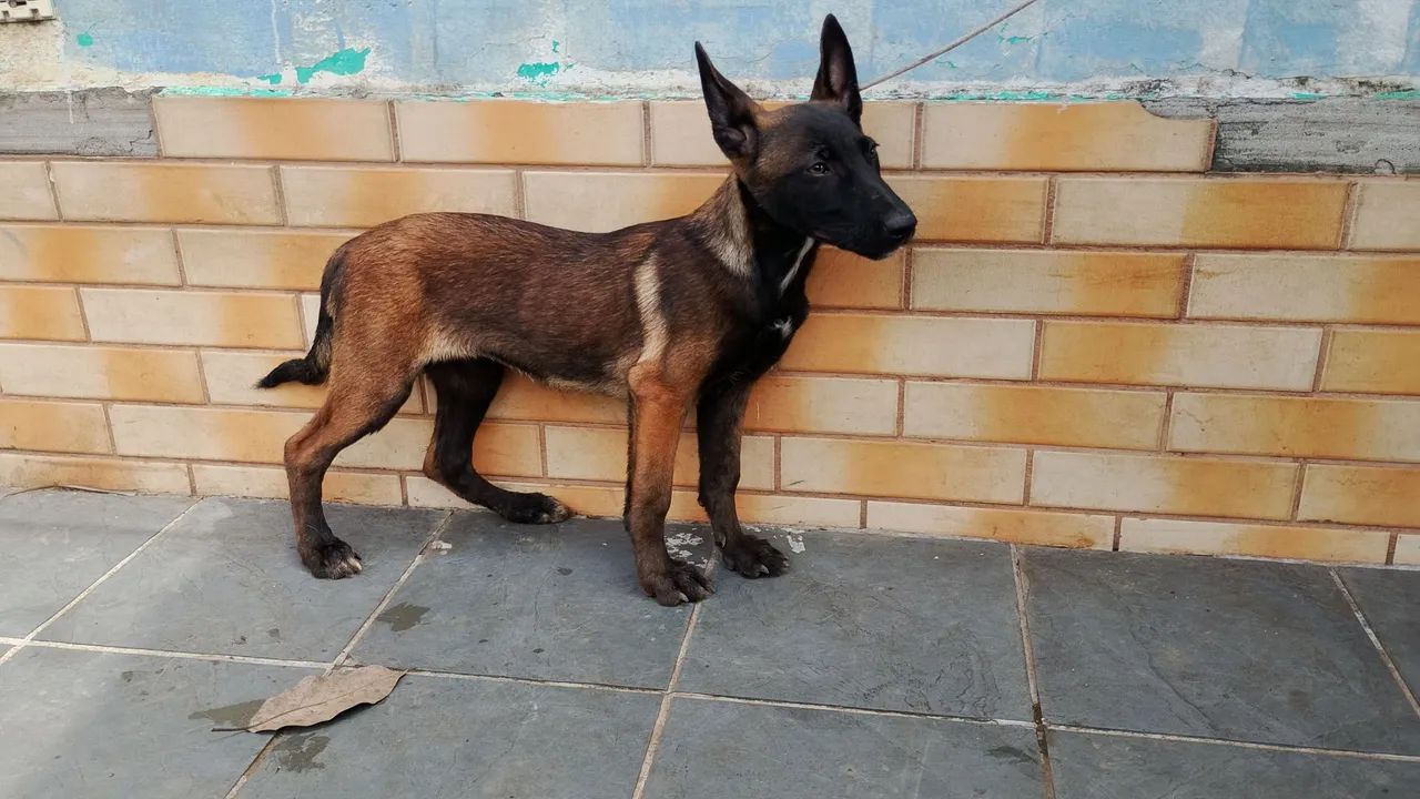 Pastor malinois  - Foto 2