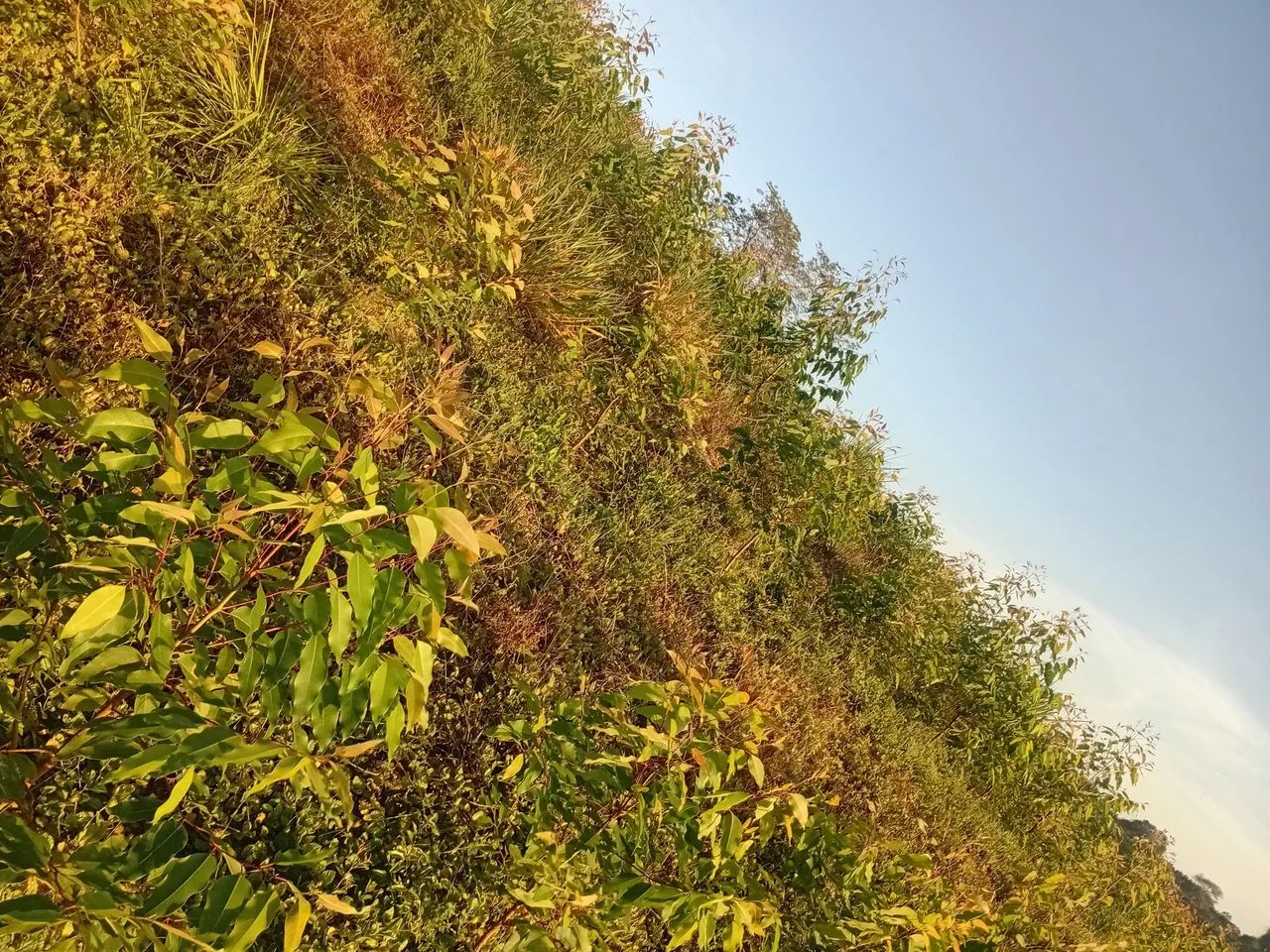 Fazenda com 18000 p eucalipto - Foto 2