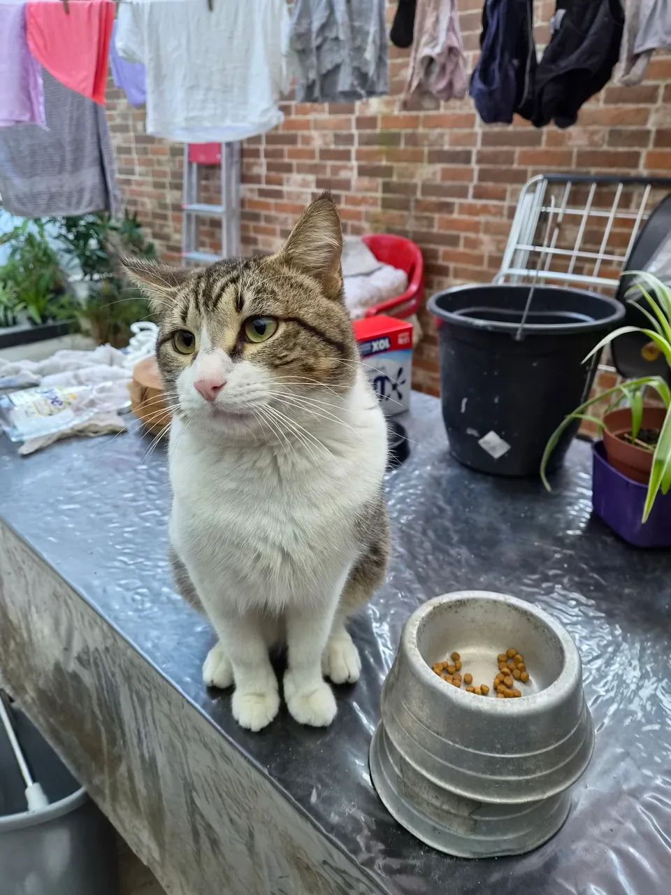 Gato para adoção 