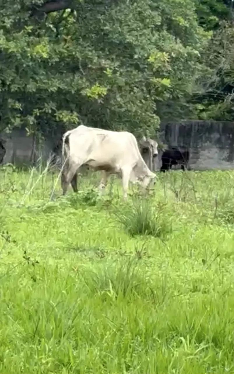 NELORE Vacas e filhotes