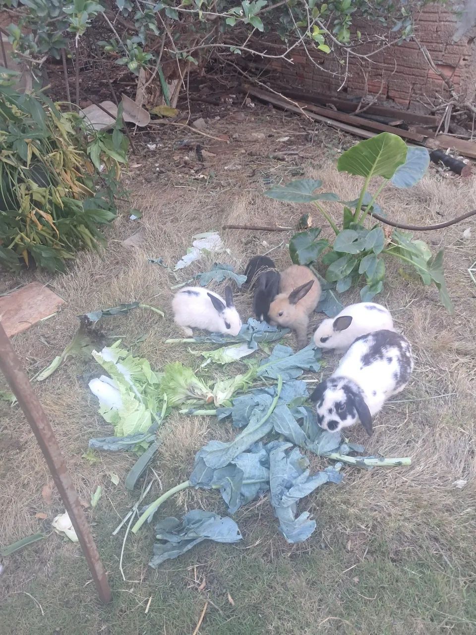 Coelhos - Foto 2