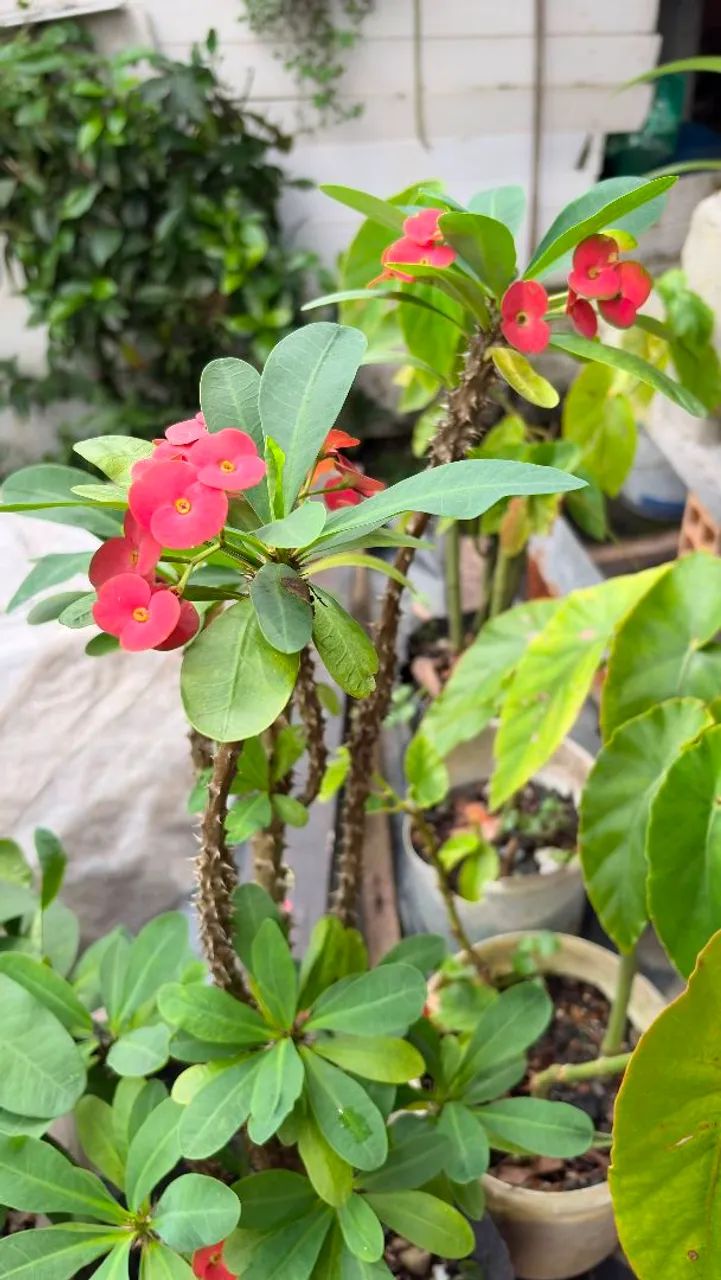 Coroa de Cristo 