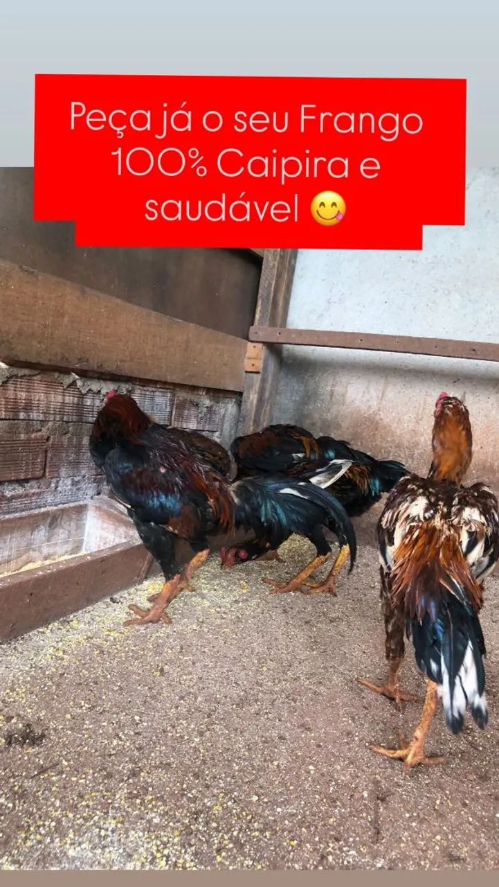 Frangos grande para abate ou criação  - Foto 3