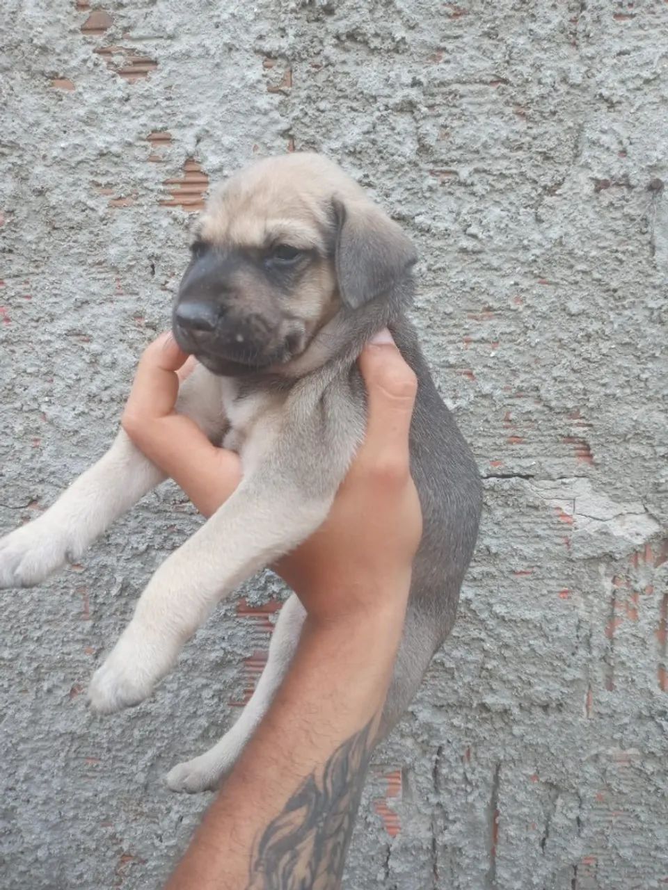 DOAÇÃO - Foto 3