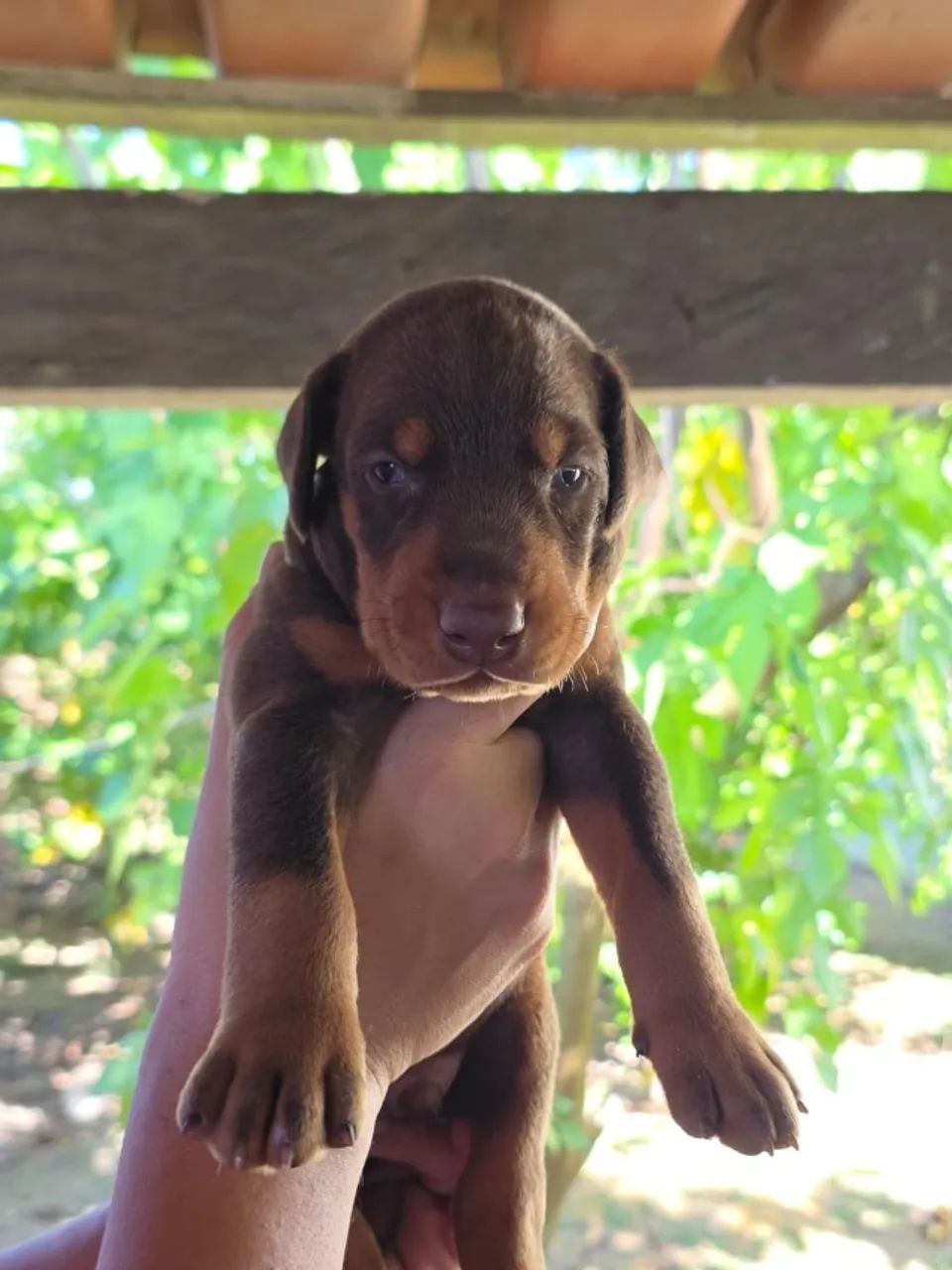 FILHOTES DE DOBERMANN - Foto 5