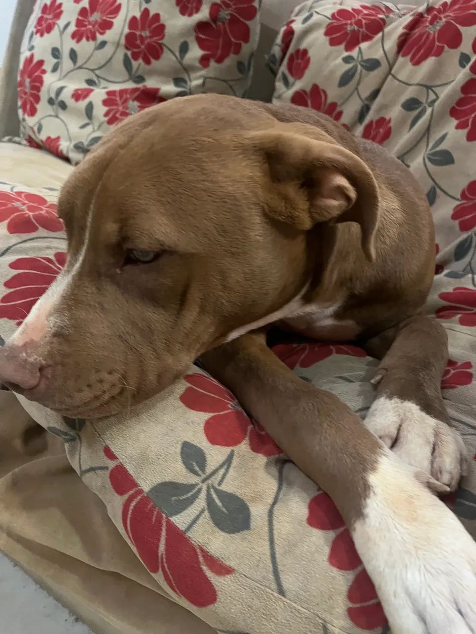 Pitbull - Foto 3