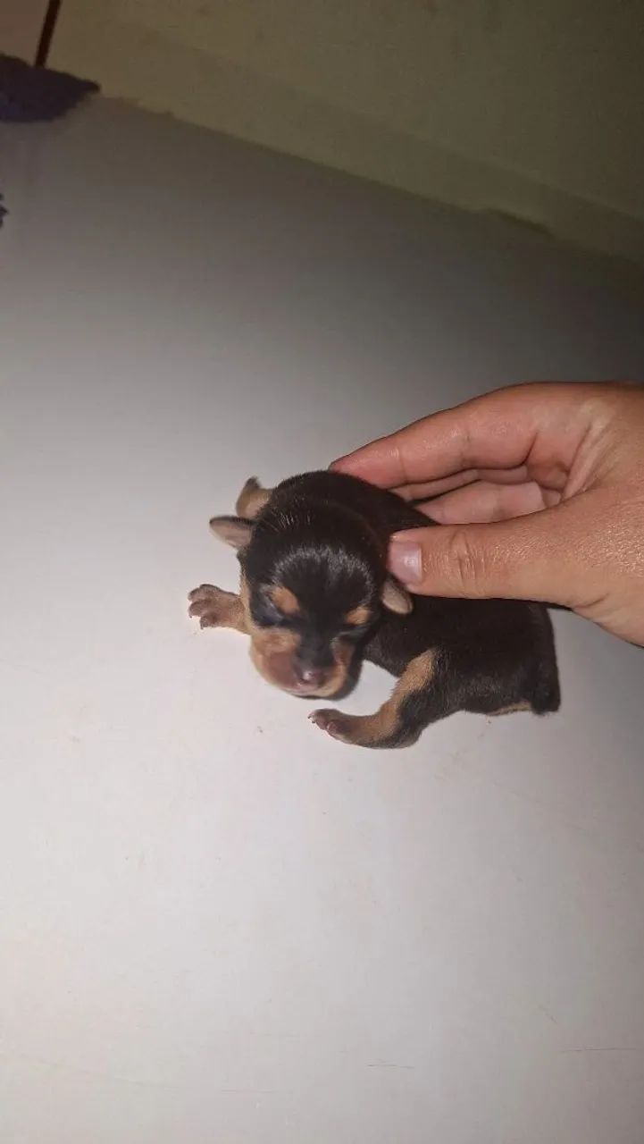 Pinscher macho  - Foto 2