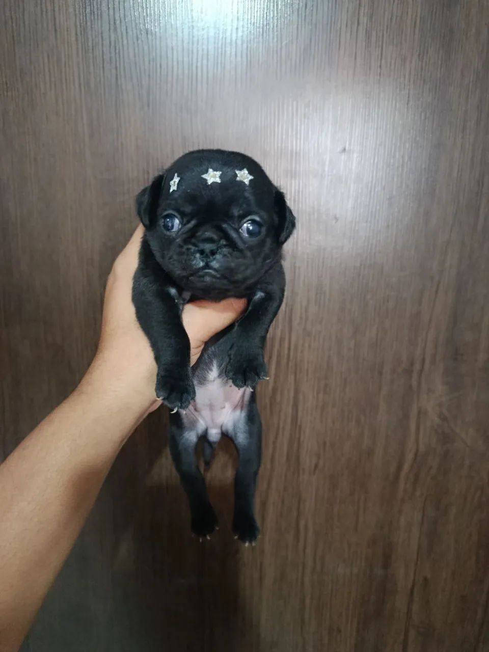 Pug fêmea 