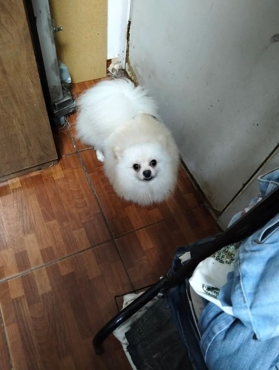 Spitz alemão,porte pequeno. - Foto 3