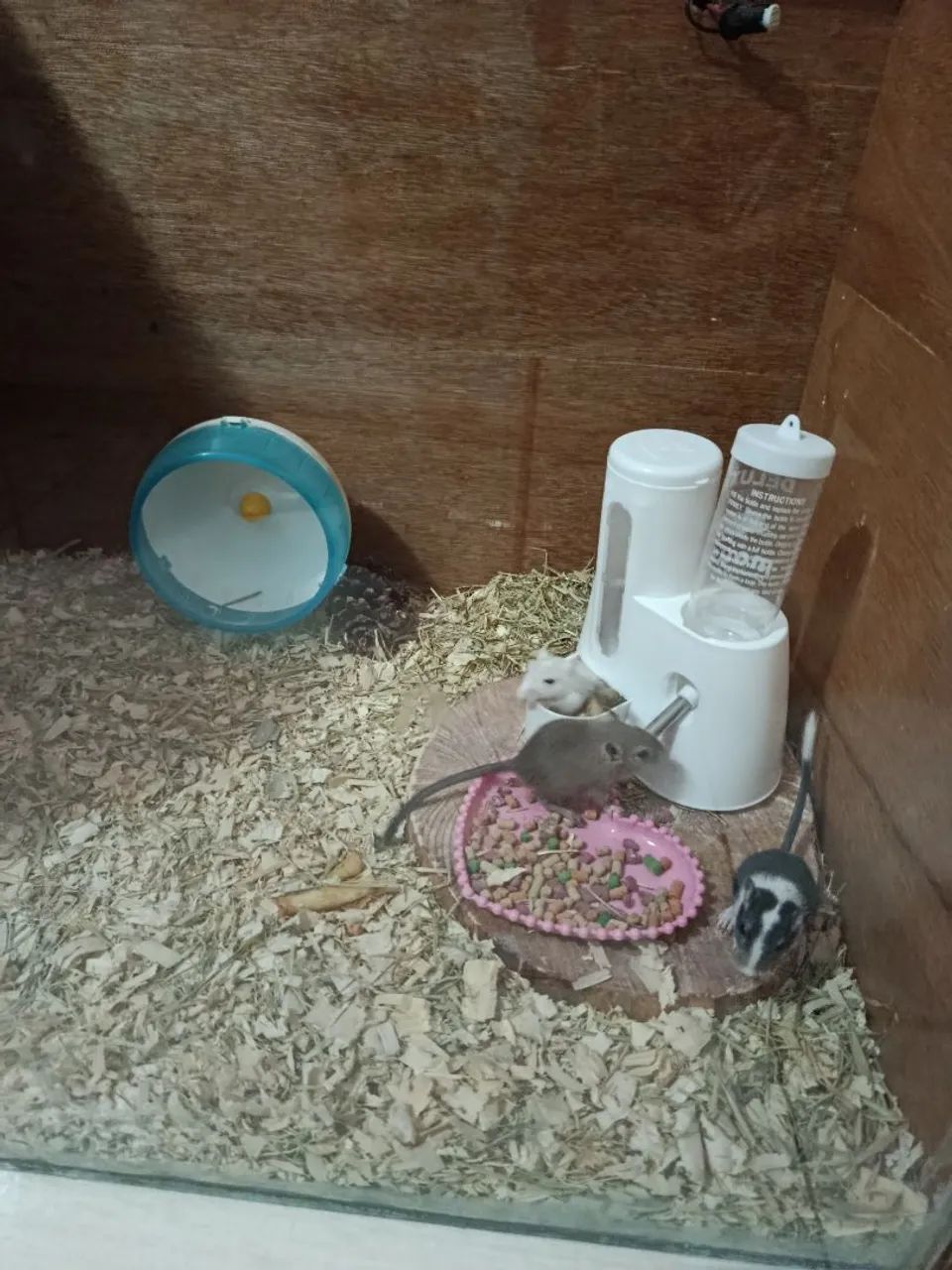 Vendo esquilo da Mongólia - Foto 2