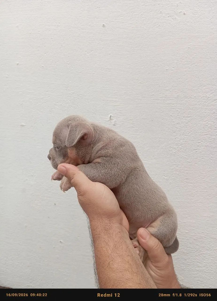 American Bully 