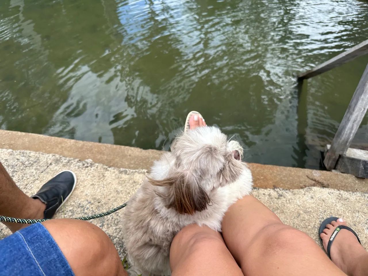 Shitzu a procura de uma namorada  - Foto 3