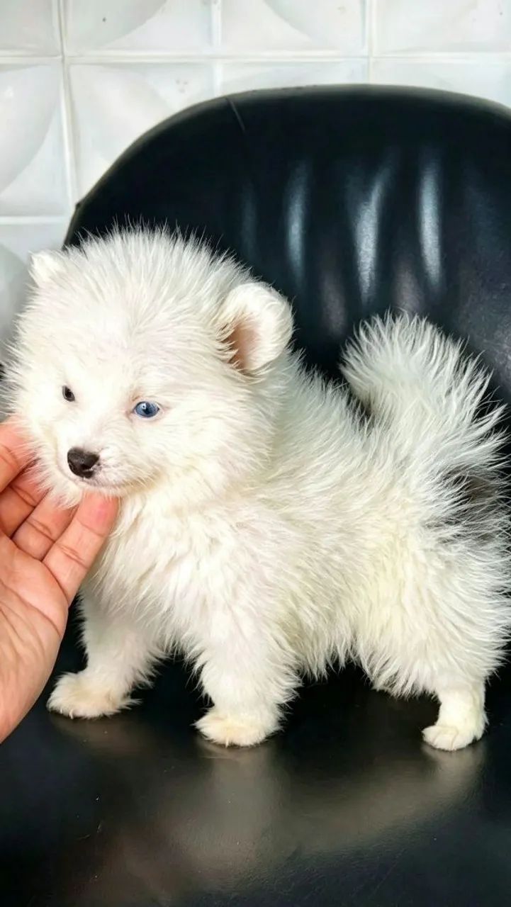 Pomsky mini husky siberiano 