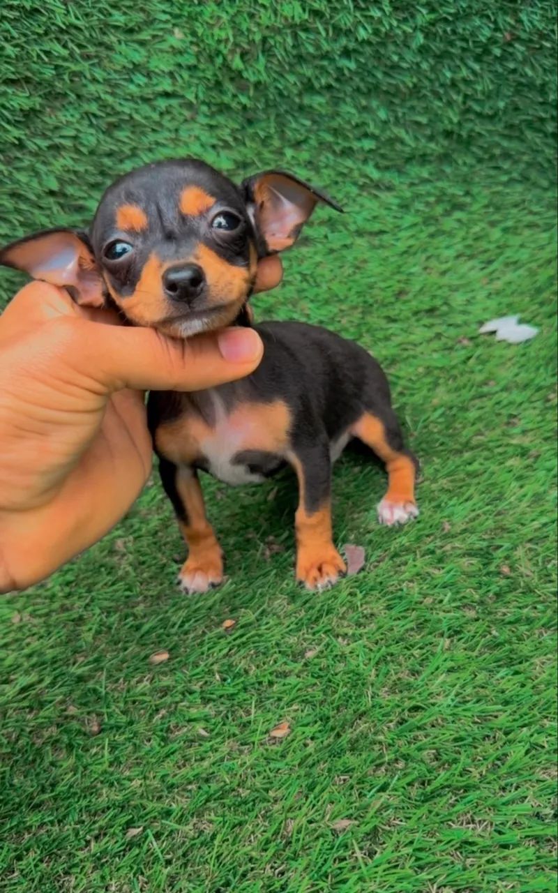 Filhotes pinscher - Foto 3