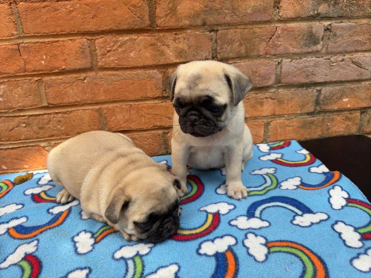Filhote Pug, Lealdade e carinho em cada patinha!